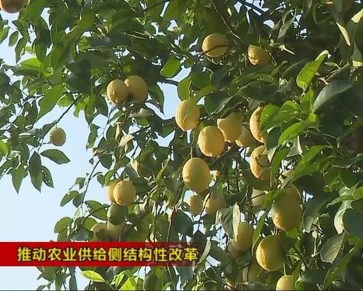 2018中國(guó)檸檬産業(yè)發展大(dà)會(huì)舉行(xíng) 力建“千億産業(yè)”