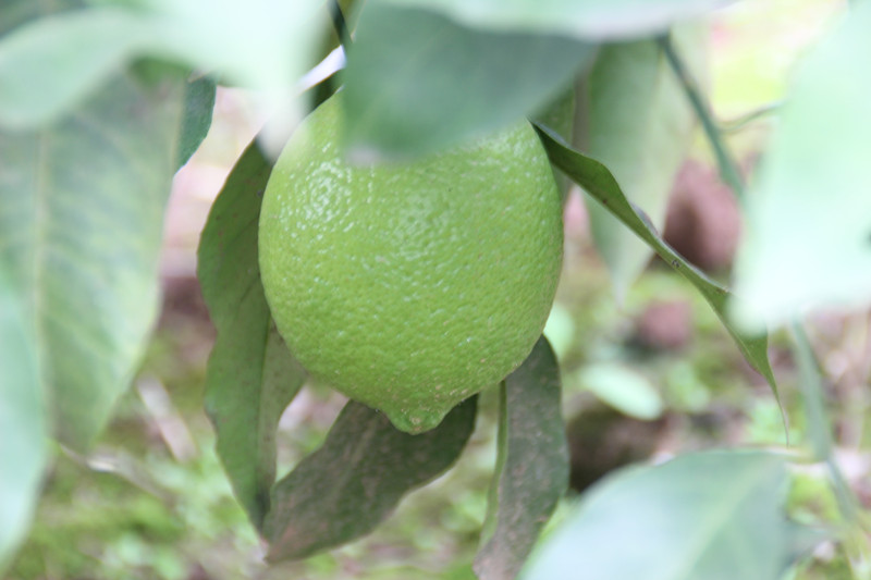 有(yǒu)機(jī)綠(lǜ)色青檸